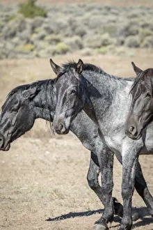 Images Dated 22nd September 2018: USA, Colorado, San Luis. Wild horses close-up
