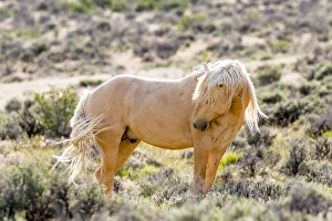 Mustang Prints: USA, Colorado, Sand Wash Basin. Close-up of wild horse
