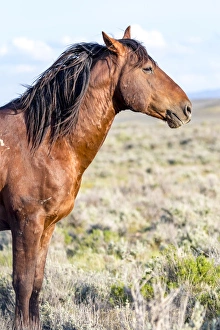 Images Dated 13th May 2015: USA, Colorado, Sand Wash Basin. Profile of wild stallion