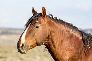 Mustang Prints: USA, Colorado, Sand Wash Basin. Profile of wild stallion