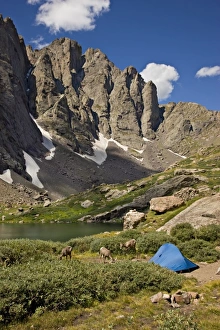 Big Horn Prints: USA, Colorado, Sangre de Cristo Wilderness, Upper South Colony Lake. Bighorn sheep