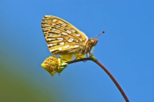 Images Dated 16th July 2008: USA, Colorado. Skipper butterfly on flower stem