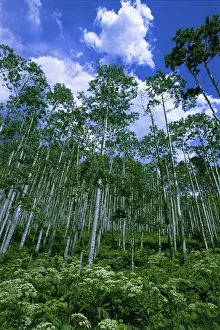 Darius Panahpour Prints: USA, Colorado. Summer aspen trees and bushes against a blue sky with small cumulus