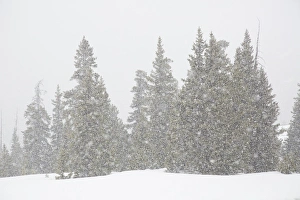 Images Dated 5th June 2015: USA, Colorado. Summer snowstorm on Continental Divide