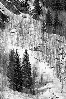 Images Dated 2025: USA, Colorado, Summit County, Frisco. Aspen trees and conifers near Copper Mountain