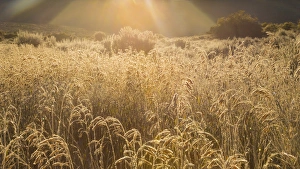 Images Dated 28th September 2013: USA, Colorado. Sunlight on fall grasses