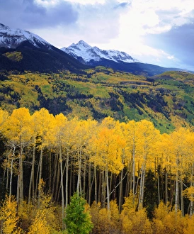 USA; Colorado; Sunset over Mt Wilson with the fall colors of aspen trees