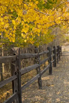 USA, Colorado, Teller County, Victor, Vindicator Valley Trail. Historic gold mining district. Yellow aspens along path