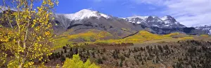 Telluride Prints: USA, Colorado, Telluride. Aspen forest reach far into the San Juan Mountains near Telluride