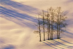 USA, Colorado, Telluride. Aspen trees amidst snowy landscape where shadows from other
