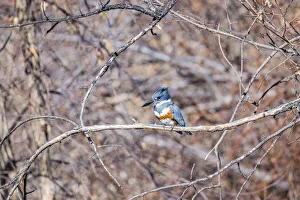 Images Dated 2021 July: USA, Colorado, Timnath. Adult female belted kingfisher in tree