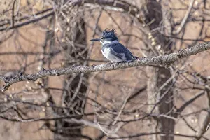 Images Dated 2021 July: USA, Colorado, Timnath. Adult male belted kingfisher in tree