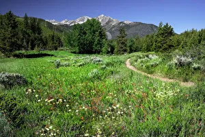 USA, Colorado. Trail through wildflower meadow and mountain peaks in White River National Forest