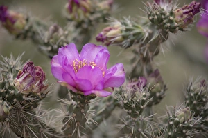 Images Dated 4th July 2015: USA, Colorado. Tree cholla cactus in bloom