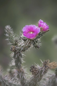 USA, Colorado. Tree cholla cactus in bloom. Credit as: Don Grall / Jaynes Gallery / DanitaDelimont