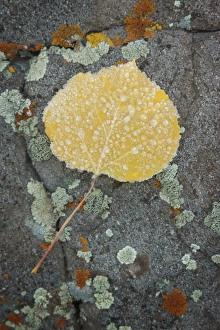 Images Dated 3rd October 2014: USA, Colorado, Uncompahgre National Forest. Frozen raindrops on aspen leaf. Credit as