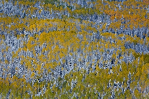 Images Dated 4th October 2013: USA, Colorado, Uncompahgre National Forest. Landscape of forest in autumn. Credit as