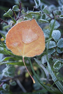 Images Dated 3rd October 2014: USA, Colorado, Uncompahgre National Forest. Frozen raindrops on aspen leaf. Credit as