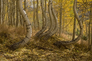 Images Dated 2nd October 2015: USA, Colorado, Uncompahgre National Forest. Symmetrically deformed aspen trunks. Credit as