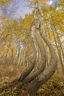 Colorado Prints: USA, Colorado, Uncompahgre National Forest. Symmetrically deformed aspen trunks. Credit as