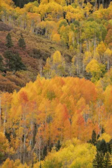 Slope Prints: USA, Colorado, Uncompahgre National Forest. Mountain aspen forest in autumn. Credit as