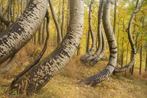 USA, Colorado, Uncompahgre National Forest. Deformed aspen trunks in forest. Credit as