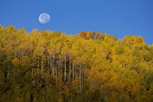 Images Dated 12th November 2020: USA, Colorado, Uncompahgre National Forest. Full moon sets over aspen trees in autumn