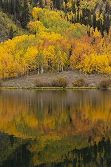 Images Dated 11th November 2020: USA, Colorado, Uncompahgre National Forest. Aspen forest reflects in Crystal Lake in
