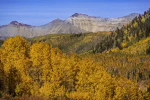 Images Dated 11th November 2020: USA, Colorado, Uncompahgre National Forest. Autumn landscape and the Sneffels Range