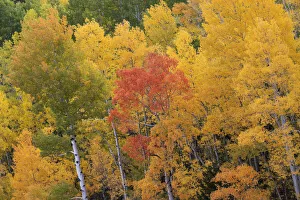 Images Dated 11th November 2020: USA, Colorado, Uncompahgre National Forest. Aspen grove in fall colors