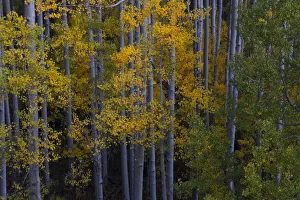 Images Dated 12th November 2020: USA, Colorado, Uncompahgre National Forest. Aspen trees in autumn sunset