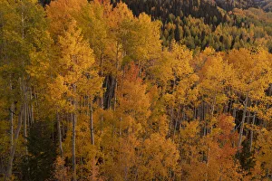 Images Dated 12th November 2020: USA, Colorado, Uncompahgre National Forest. Aspen trees in autumn color