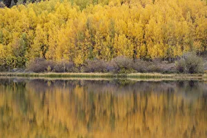 Images Dated 10th November 2020: USA, Colorado, Uncompahgre National Forest. Aspen forest reflects in Crystal Lake in