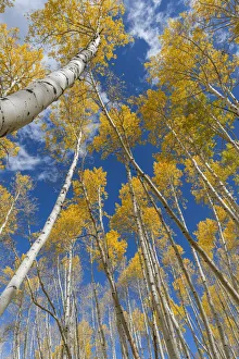 Images Dated 20th June 2020: USA, Colorado, Uncompahgre National Forest, Grove of autumn colored quaking aspen