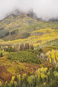 USA, Colorado, Uncompahgre National Forest. Cloud and autumn-colored forest