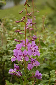 Images Dated 14th January 2022: USA, Colorado, Uncompahgre National Forest. Fireweed flowers close-up