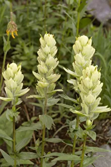 Images Dated 14th January 2022: USA, Colorado, Uncompahgre National Forest. Yellow paintbrush flowers close-up