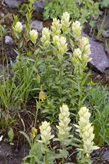 USA, Colorado, Uncompahgre National Forest. Yellow paintbrush flowers close-up