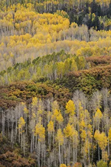 Images Dated 16th January 2022: USA, Colorado, Uncompahgre National Forest. Autumn-colored forest