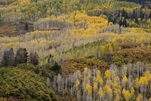 Images Dated 16th January 2022: USA, Colorado, Uncompahgre National Forest. Autumn-colored forest