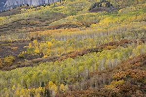 Images Dated 16th January 2022: USA, Colorado, Uncompahgre National Forest. Autumn-colored forest