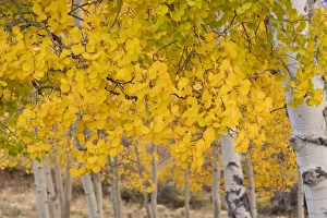 Images Dated 16th January 2022: USA, Colorado, Uncompahgre National Forest. Close-up of aspen leaves in autumn