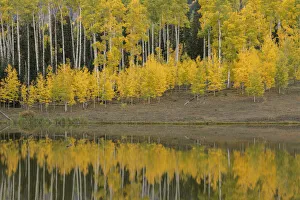 Images Dated 16th January 2022: USA, Colorado, Uncompahgre National Forest. Autumn-colored aspens reflect in lake
