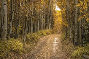 Images Dated 16th January 2022: USA, Colorado, Uncompahgre National Forest. Road through aspen forest in autumn