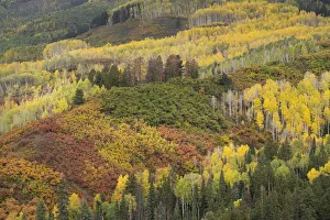 Images Dated 16th January 2022: USA, Colorado, Uncompahgre National Forest. Autumn-colored forest