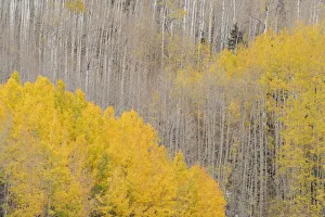 Images Dated 16th January 2022: USA, Colorado, Uncompahgre National Forest. Autumn-colored aspens