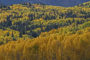 Images Dated 16th January 2022: USA, Colorado, Uncompahgre National Forest. Autumn-colored forest