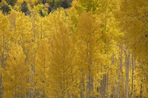 USA, Colorado, Uncompahgre National Forest. Autumn-colored forest