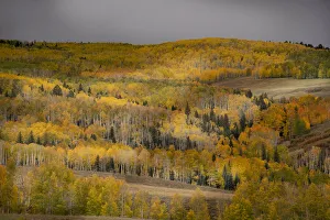 Images Dated 16th January 2022: USA, Colorado, Uncompahgre National Forest. Autumn-colored forest