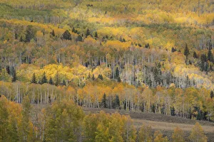 Images Dated 16th January 2022: USA, Colorado, Uncompahgre National Forest. Autumn-colored forest